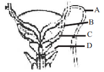 Human Reproduction mcq question image